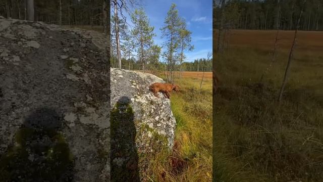 Где-то посреди болота☀️ смотреть онлайн