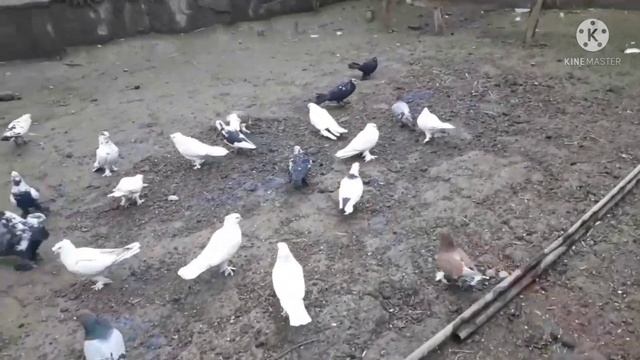 Кабутар сотилади Доставка  бор АНДИЖОНДА  #кабутар #голуби #pigeon #kabutar