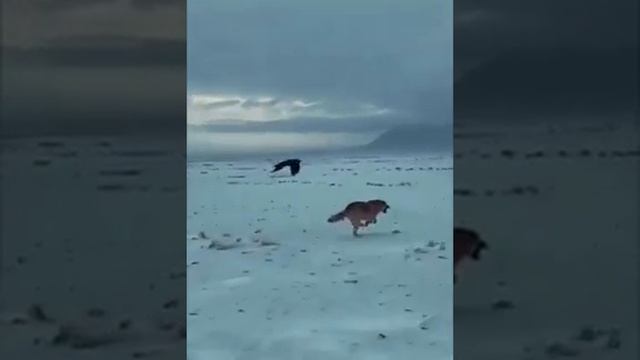 MONGOLIAN WOLF смотреть онлайн