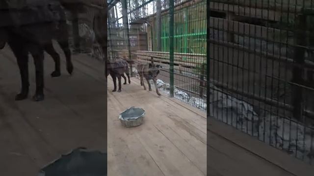 Канадский волк играет