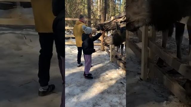 мы на лосиной ферме там живут лоси