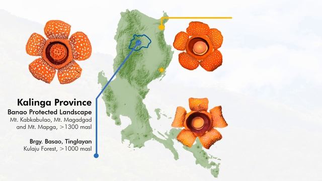 Rafflesia banaoana, unique and magnificent flower of the Banao Indigenous People смотреть онлайн