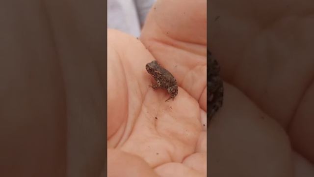 Нашли в траве лягушонка) 🐸 #лягушка #лягушонок #подпишись #рек #популярное #лето #мило #животные смотреть онлайн