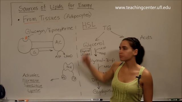 Lipid Metabolism смотреть онлайн