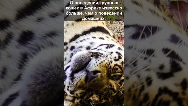 О поведении крупных кошек в Африке известно больше чем о поведении домашних смотреть онлайн