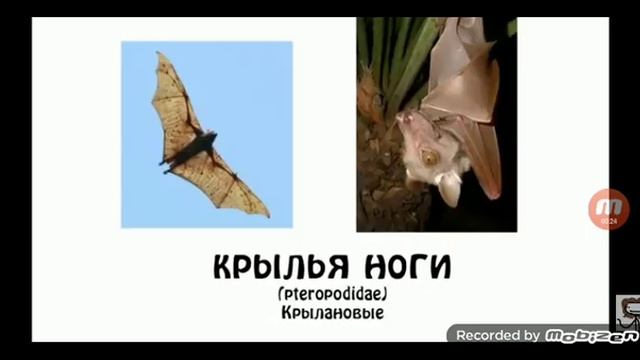 ноги (песня от сема и онелы)