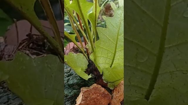 Mamfaat Tumbuhan Lumut #to Be As Care#Pakis Pohon Di Vegetatif Care's Techniqe In Pot