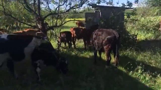 На пастбище￼ смотреть онлайн