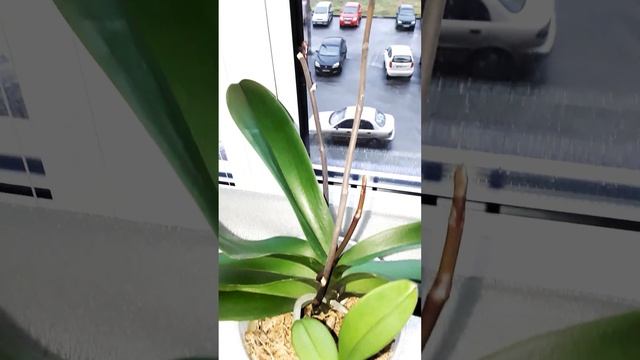🌷🌹🥀Какая орхидея подходит для стимуляции? смотреть онлайн