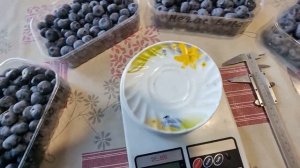 Современные сорта голубики: Катадин, Титаниум, Мегас Блю, Калипсо