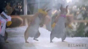 Новогодние белки