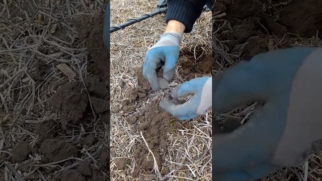 Коп в Ровно. Медные 2 копейки 1818 года. смотреть онлайн