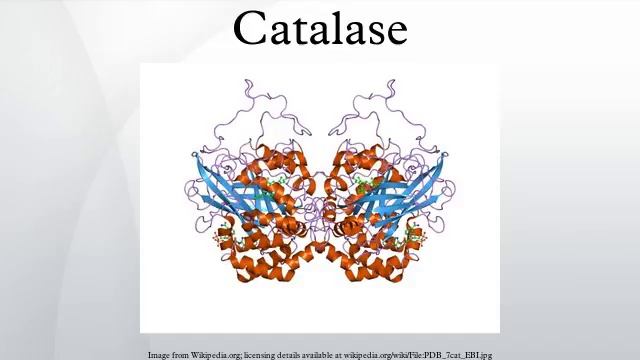 Catalase