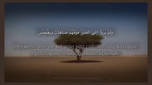 Surah  Al-Mulk, Mahdi ash-Shishani Сура Ал-Мульк(Власть) Махди аш-Шишани