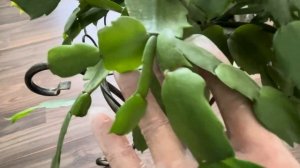 Особенности ухода за декабристом летом#декабрист