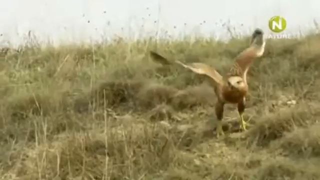 Дикая природа Сербии