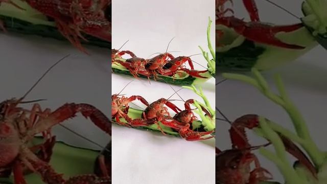 Shrimp Funny Water Lobster with Real Sound Show смотреть онлайн