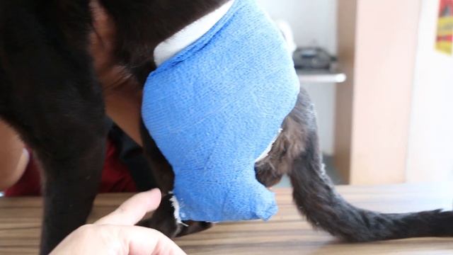 The cat lames on her left hind leg. Ehmer's Sling. Pt 2/2 смотреть онлайн