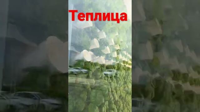 Вот так выращивает зелень магнит в Краснодаре #магнит #краснодар смотреть онлайн