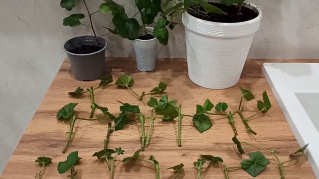 Черенкование плющелистной пеларгонии смотреть онлайн