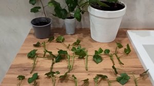 Черенкование плющелистной пеларгонии