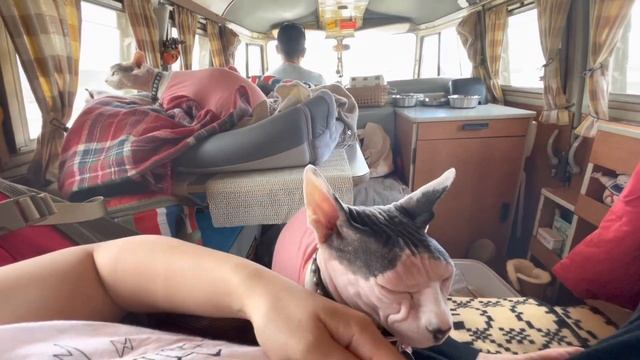 Let’s 10 Min Drive With Yoda Cats And Volkswagen Bus 1965. смотреть онлайн