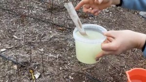 Первая весенняя прикорневая подкормка роз Питомник Роз Полины Козловой rozarium biz