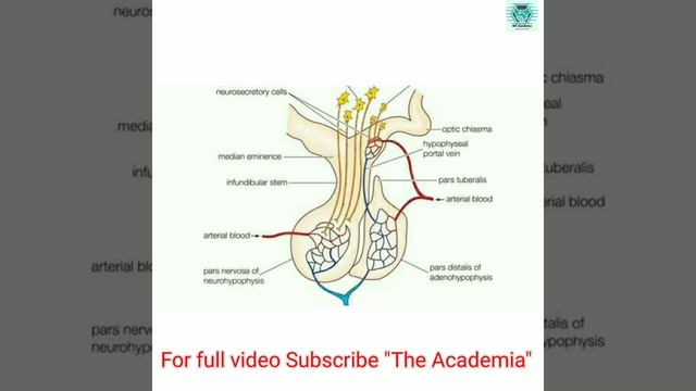 Master Gland_pituitary #endocrinesystem #health #mbbs