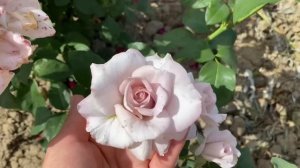 Самый крупный цветок Чайно-Гибридной розы, обзор крупноцветковых сортов. Розы в полях , Юг - Крым .