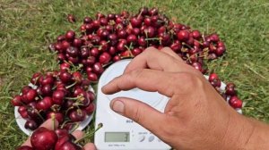 Плоди черешні просто велетні.Кращий ранній сорт черешні.Черешня Німба.