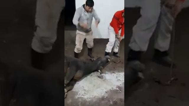 Как режут скота..Бечора жониворни суйишди смотреть онлайн