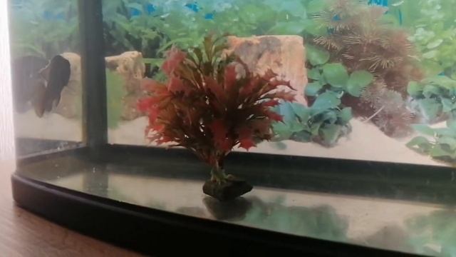 Икра во Рту. Цыхлиды удивляют. Новое жилище для Самки смотреть онлайн