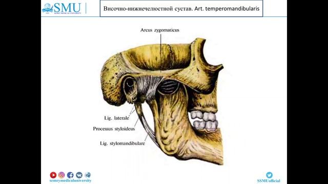 анатомия внчс