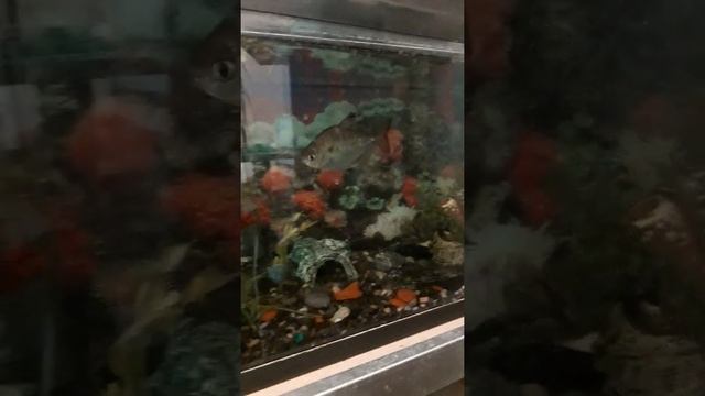 нерест пираньи в общем аквариуме смотреть онлайн
