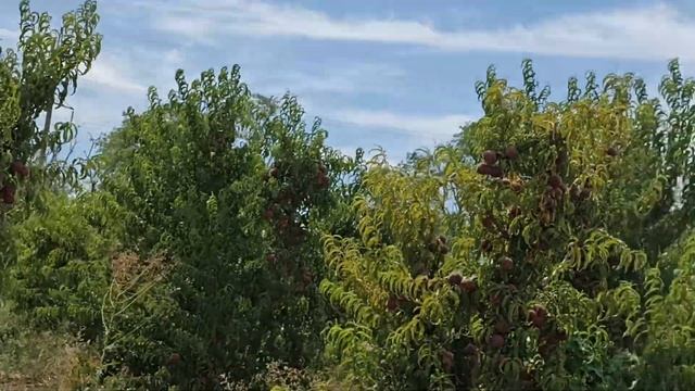 15.07.24 Кучугуры. Глория смотреть онлайн