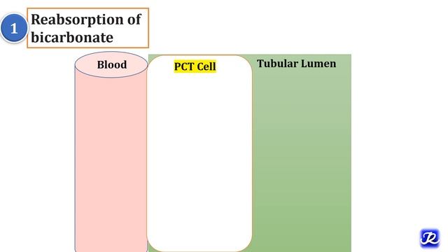 2: Regulation Of Blood pH By Respiratory and Renal mechanisms | Acid Base Balance| Biochemistry смотреть онлайн