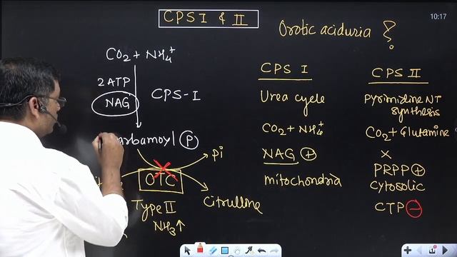Link between Urea cycle and Pyrimidine NT synthesis - CPS 1 and 2, Orotic aciduria in Type 2 UCD смотреть онлайн