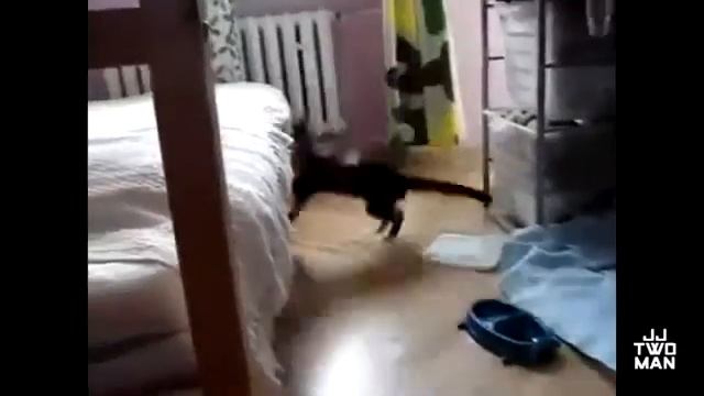 Неудачные прыжки котов подборка смотреть онлайн