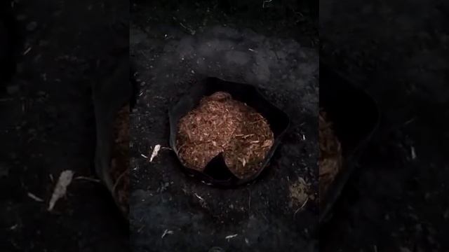 Посадка голубики смотреть онлайн