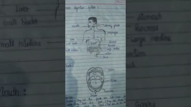 Human digestive system... смотреть онлайн