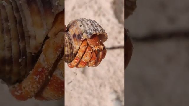 Cute lil Crabie смотреть онлайн