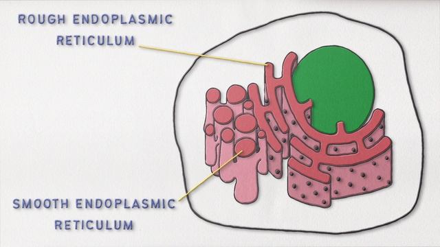 Endoplasmic reticulum: structure and function смотреть онлайн