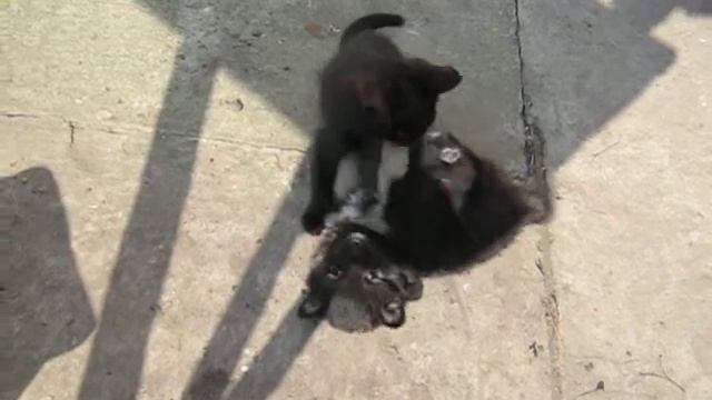 Котенок против щенка смотреть онлайн