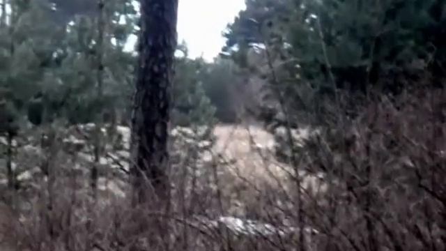 Встреча в лесу смотреть онлайн