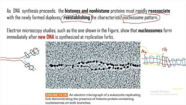 12 | DNA Replication | Replication through Chromatin смотреть онлайн