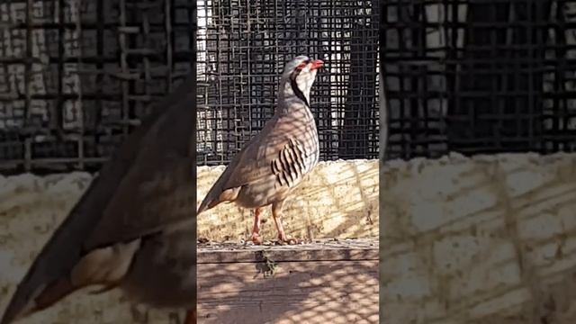 Мой молодой Дилан смотреть онлайн