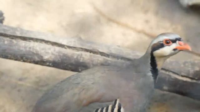 каменная куропатка rock partridge смотреть онлайн