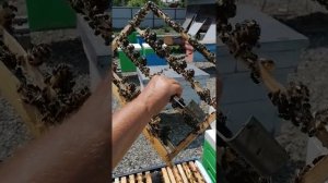 Вывод маток