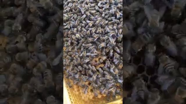 2021 KAFKAS ANA ARI. смотреть онлайн