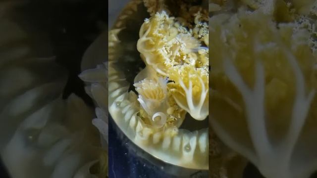 Kleptocnidy in action! смотреть онлайн